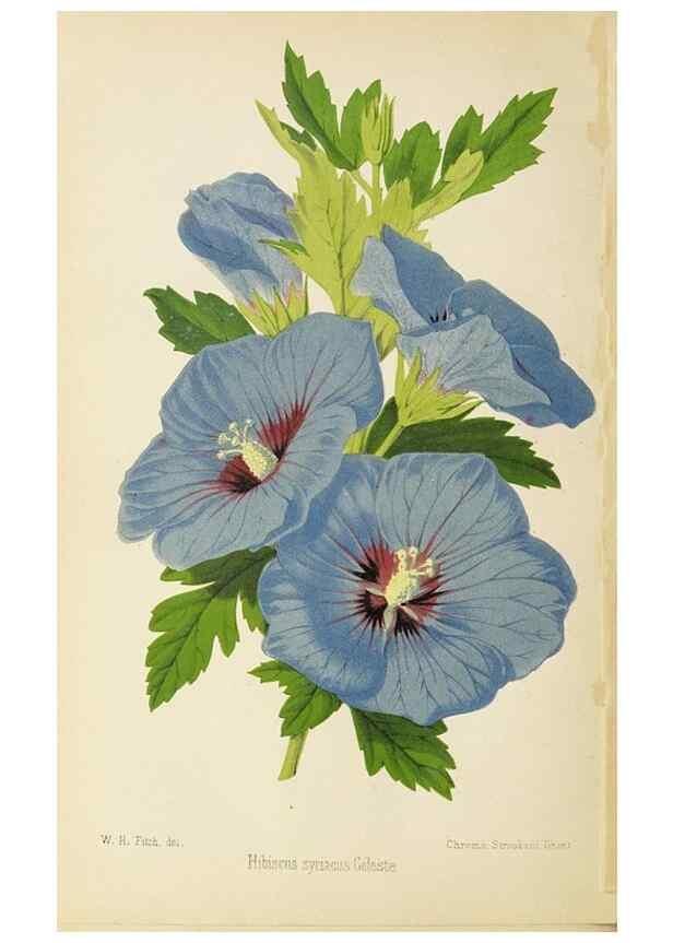 Reproducción/Reproduction 49058864388: The florist and pomologist.. London :""Journal of Horticulture"" Office,1863-1879.. 