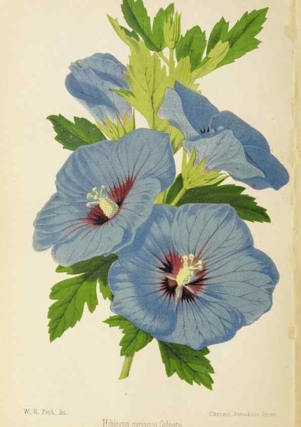 Reproducción/Reproduction 49058864388: The florist and pomologist.. London :""Journal of Horticulture"" Office,1863-1879.. 
