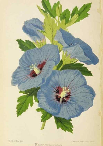 Reproducción/Reproduction 49058864388: The florist and pomologist.. London :""Journal of Horticulture"" Office,1863-1879.. 