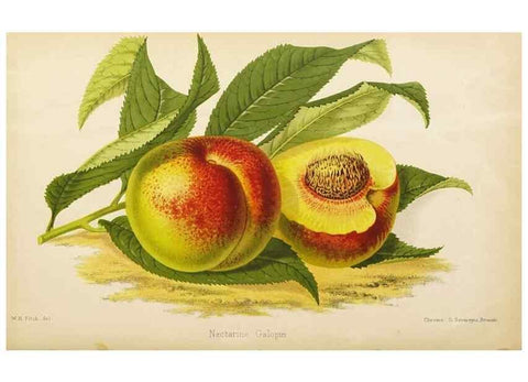 Reproducción/Reproduction 49058867283: The florist and pomologist.. London :""Journal of Horticulture"" Office,1863-1879.. 