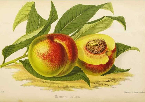 Reproducción/Reproduction 49058867283: The florist and pomologist.. London :""Journal of Horticulture"" Office,1863-1879.. 