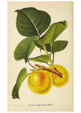 Reproducción/Reproduction 49060358287: The florist and pomologist.. London :""Journal of Horticulture"" Office,1863-1879.. 