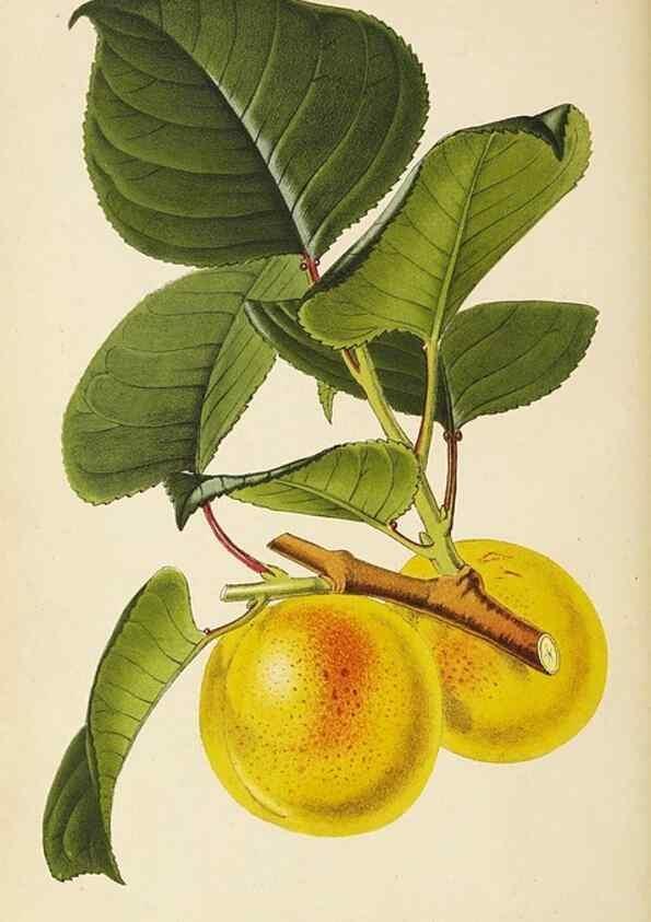Reproducción/Reproduction 49060358287: The florist and pomologist.. London :""Journal of Horticulture"" Office,1863-1879.. 