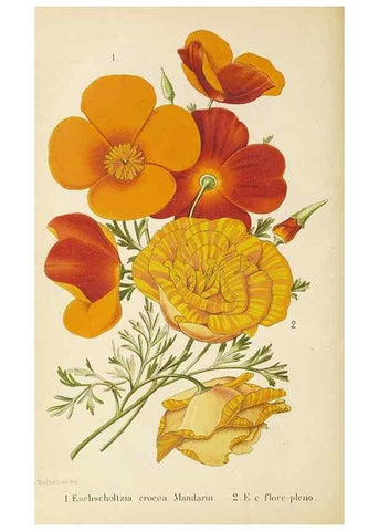 Reproducción/Reproduction 49059625143: The florist and pomologist.. London :""Journal of Horticulture"" Office,1863-1879.. 