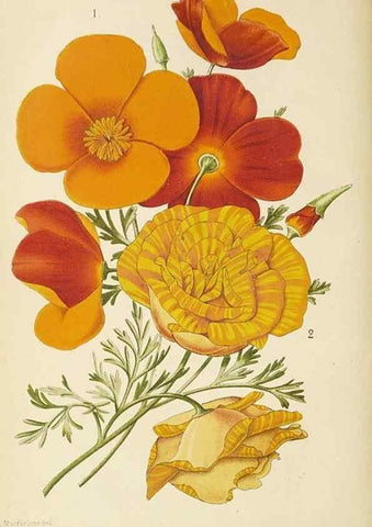 Reproducción/Reproduction 49059625143: The florist and pomologist.. London :""Journal of Horticulture"" Office,1863-1879.. 
