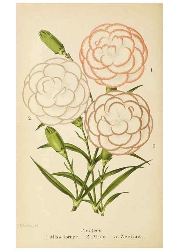 Reproducción/Reproduction 49060136706: The florist and pomologist.. London :""Journal of Horticulture"" Office,1863-1879.. 