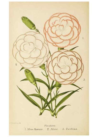 Reproducción/Reproduction 49060136706: The florist and pomologist.. London :""Journal of Horticulture"" Office,1863-1879.. 
