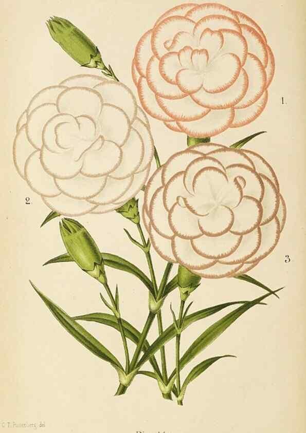 Reproducción/Reproduction 49060136706: The florist and pomologist.. London :""Journal of Horticulture"" Office,1863-1879.. 