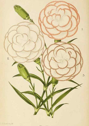 Reproducción/Reproduction 49060136706: The florist and pomologist.. London :""Journal of Horticulture"" Office,1863-1879.. 