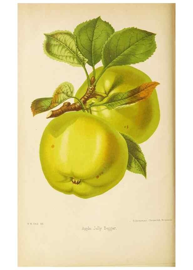 Reproducción/Reproduction 49059625878: The florist and pomologist.. London :""Journal of Horticulture"" Office,1863-1879.. 