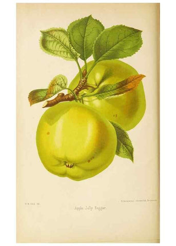 Reproducción/Reproduction 49059625878: The florist and pomologist.. London :""Journal of Horticulture"" Office,1863-1879.. 