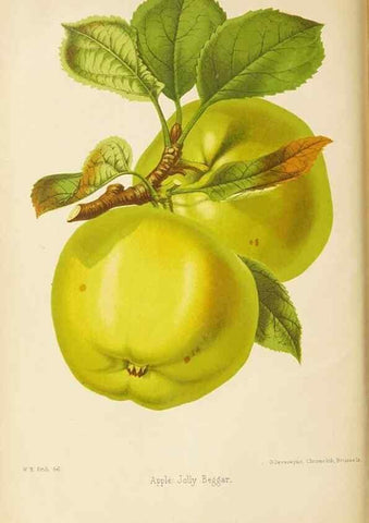 Reproducción/Reproduction 49059625878: The florist and pomologist.. London :""Journal of Horticulture"" Office,1863-1879.. 
