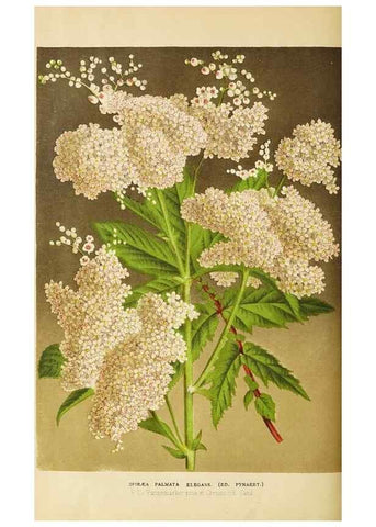 Reproducción/Reproduction 49059626408: The florist and pomologist.. London :""Journal of Horticulture"" Office,1863-1879.. 
