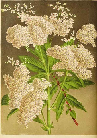 Reproducción/Reproduction 49059626408: The florist and pomologist.. London :""Journal of Horticulture"" Office,1863-1879.. 