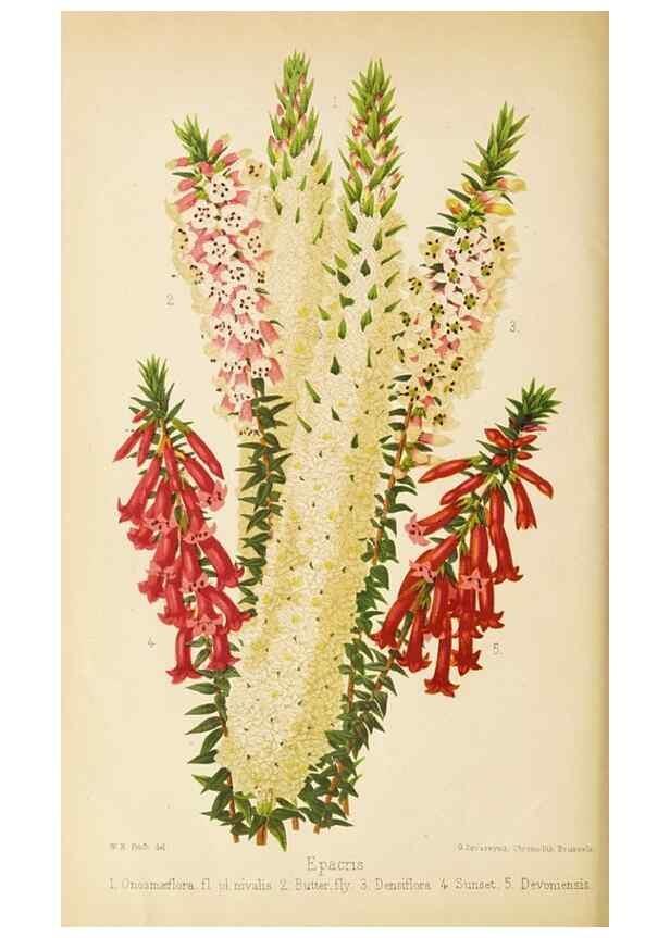 Reproducción/Reproduction 49059626888: The florist and pomologist.. London :""Journal of Horticulture"" Office,1863-1879.. 