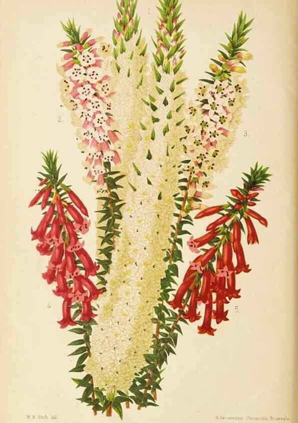Reproducción/Reproduction 49059626888: The florist and pomologist.. London :""Journal of Horticulture"" Office,1863-1879.. 