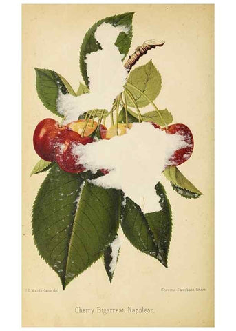Reproducción/Reproduction 49060361232: The florist and pomologist.. London :""Journal of Horticulture"" Office,1863-1879.. 