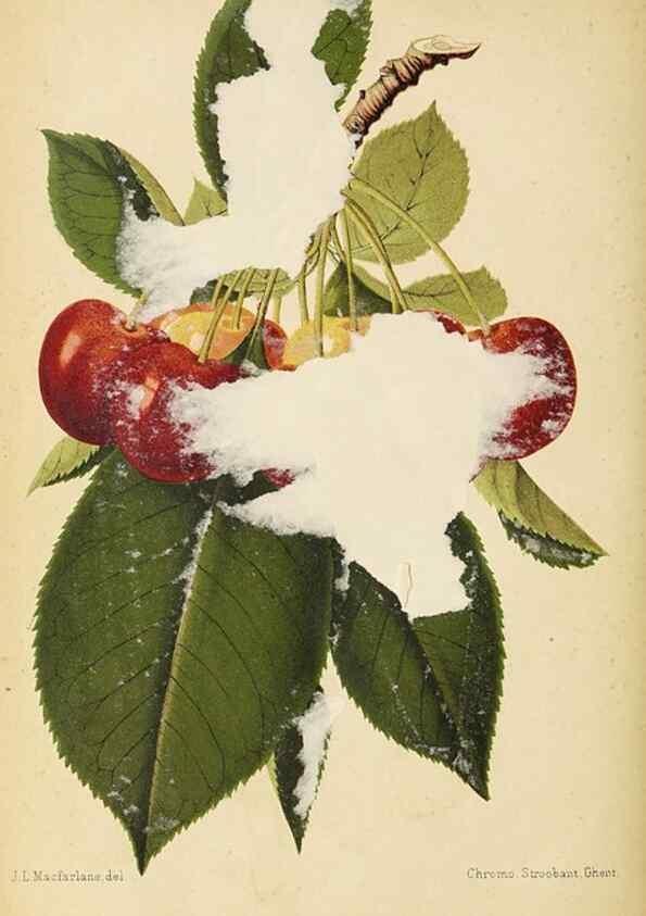 Reproducción/Reproduction 49060361232: The florist and pomologist.. London :""Journal of Horticulture"" Office,1863-1879.. 