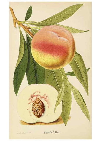 Reproducción/Reproduction 49060357812: The florist and pomologist.. London :""Journal of Horticulture"" Office,1863-1879.. 