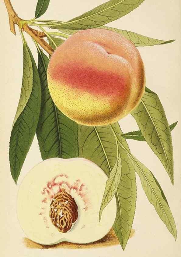 Reproducción/Reproduction 49060357812: The florist and pomologist.. London :""Journal of Horticulture"" Office,1863-1879.. 