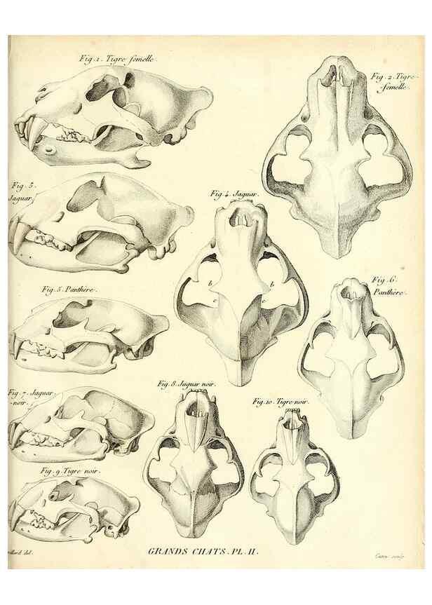 Reproducción/Reproduction 49065701482: Recherches sur les ossemens fossiles de quadrupèdes. Paris :Deterville,1812.. 