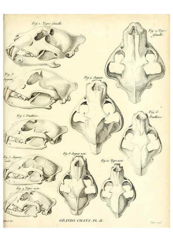 Reproducción/Reproduction 49065701482: Recherches sur les ossemens fossiles de quadrupèdes. Paris :Deterville,1812.. 