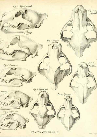 Reproducción/Reproduction 49065701482: Recherches sur les ossemens fossiles de quadrupèdes. Paris :Deterville,1812.. 