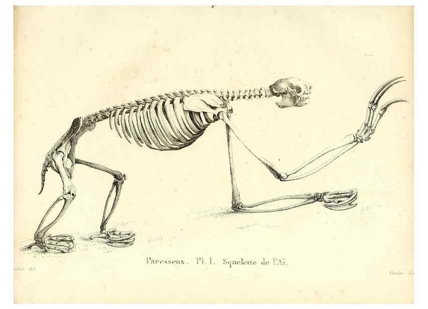 Reproducción/Reproduction 49064973958: Recherches sur les ossemens fossiles de quadrupèdes. Paris :Deterville,1812.. 