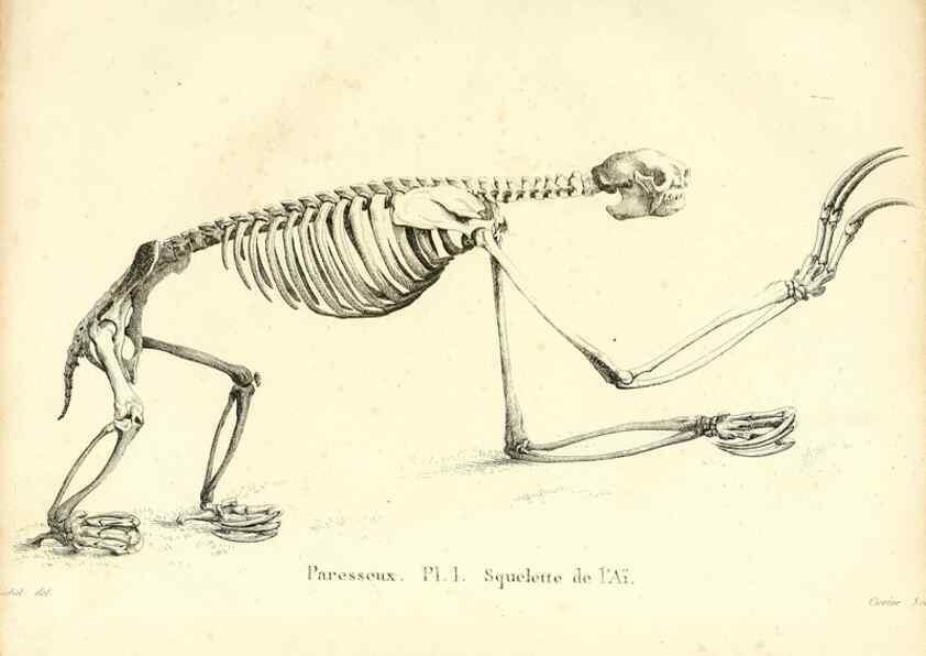 Reproducción/Reproduction 49064973958: Recherches sur les ossemens fossiles de quadrupèdes. Paris :Deterville,1812.. 