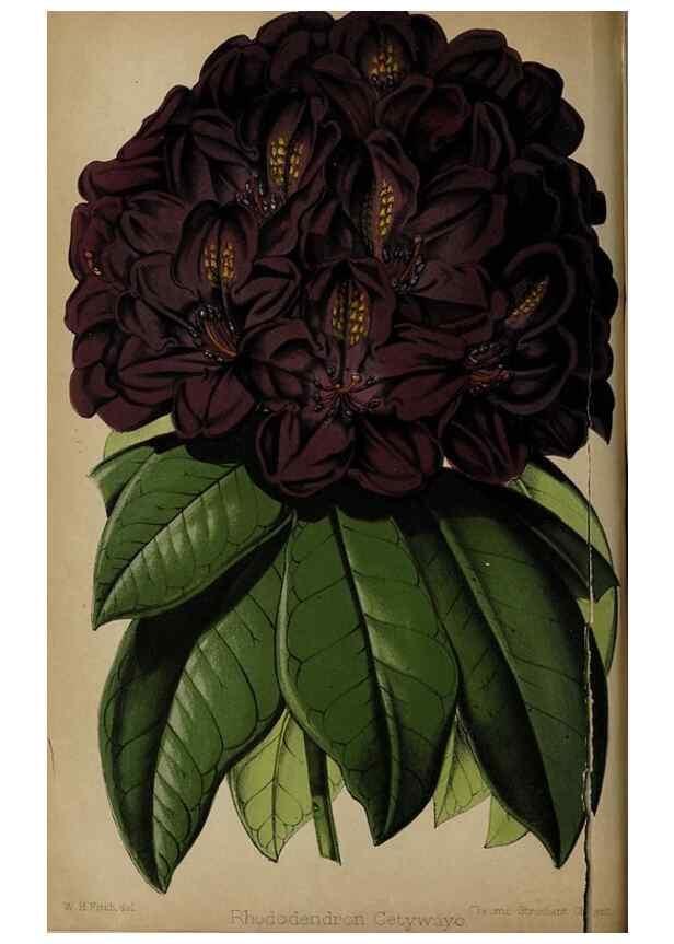 Reproducción/Reproduction 49090582336: The florist and pomologist, and suburban gardener.. London :Published for the proprietors by Messrs. Kent & Co.,1880-. 