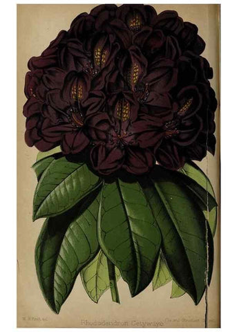 Reproducción/Reproduction 49090582336: The florist and pomologist, and suburban gardener.. London :Published for the proprietors by Messrs. Kent & Co.,1880-. 