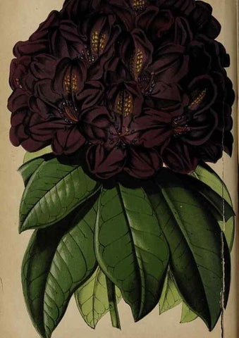 Reproducción/Reproduction 49090582336: The florist and pomologist, and suburban gardener.. London :Published for the proprietors by Messrs. Kent & Co.,1880-. 