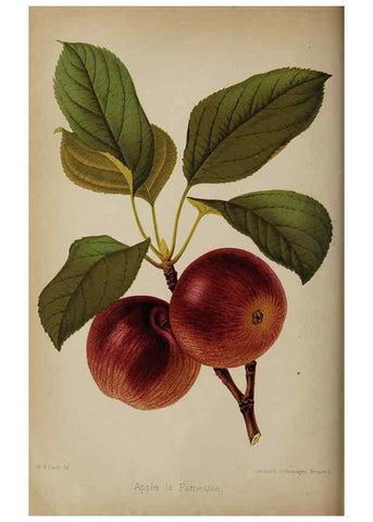 Reproducción/Reproduction 49090070338: The florist and pomologist, and suburban gardener.. London :Published for the proprietors by Messrs. Kent & Co.,1880-. 