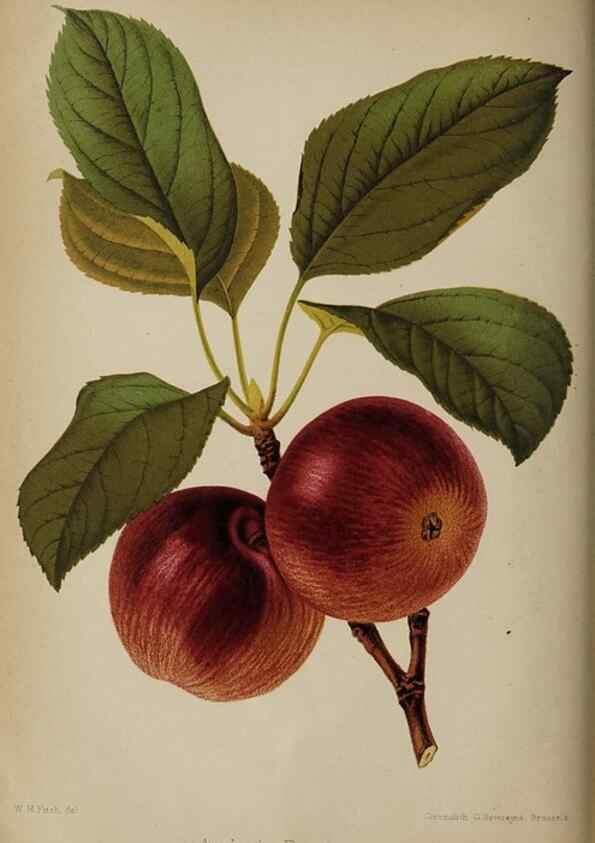 Reproducción/Reproduction 49090070338: The florist and pomologist, and suburban gardener.. London :Published for the proprietors by Messrs. Kent & Co.,1880-. 