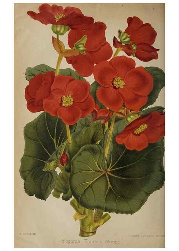 Reproducción/Reproduction 49090582941: The florist and pomologist, and suburban gardener.. London :Published for the proprietors by Messrs. Kent & Co.,1880-. 