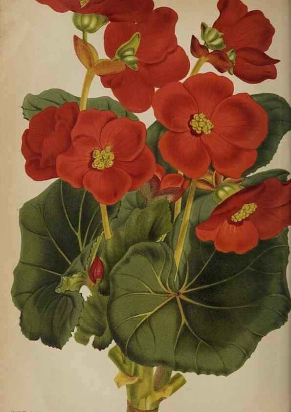 Reproducción/Reproduction 49090582941: The florist and pomologist, and suburban gardener.. London :Published for the proprietors by Messrs. Kent & Co.,1880-. 