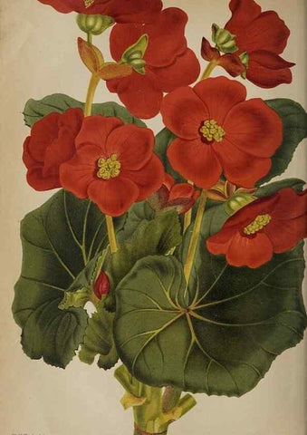 Reproducción/Reproduction 49090582941: The florist and pomologist, and suburban gardener.. London :Published for the proprietors by Messrs. Kent & Co.,1880-. 