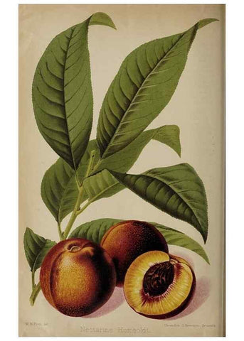 Reproducción/Reproduction 49090583251: The florist and pomologist, and suburban gardener.. London :Published for the proprietors by Messrs. Kent & Co.,1880-. 