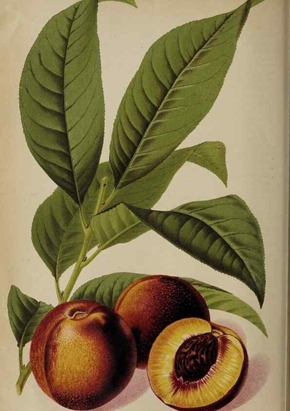 Reproducción/Reproduction 49090583251: The florist and pomologist, and suburban gardener.. London :Published for the proprietors by Messrs. Kent & Co.,1880-. 