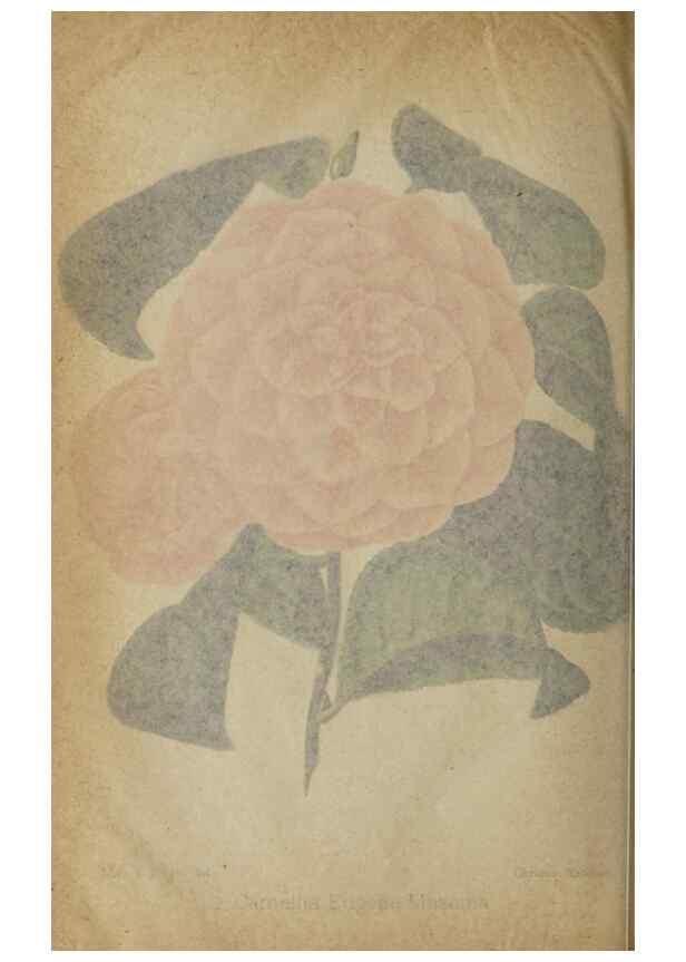 Reproducción/Reproduction 49090583521: The florist and pomologist, and suburban gardener.. London :Published for the proprietors by Messrs. Kent & Co.,1880-. 