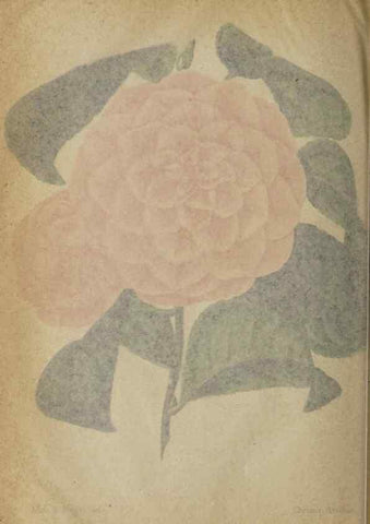 Reproducción/Reproduction 49090583521: The florist and pomologist, and suburban gardener.. London :Published for the proprietors by Messrs. Kent & Co.,1880-. 