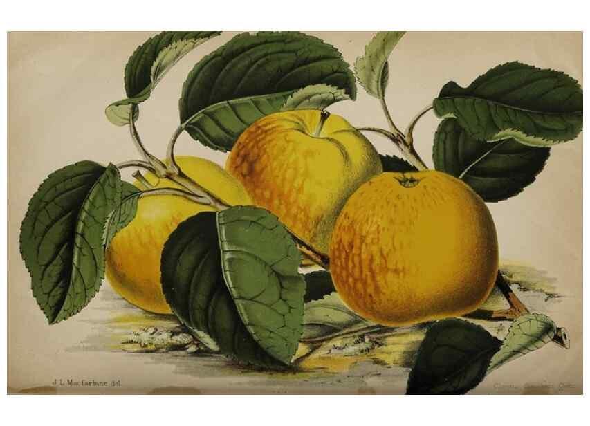 Reproducción/Reproduction 49090071558: The florist and pomologist, and suburban gardener.. London :Published for the proprietors by Messrs. Kent & Co.,1880-. 