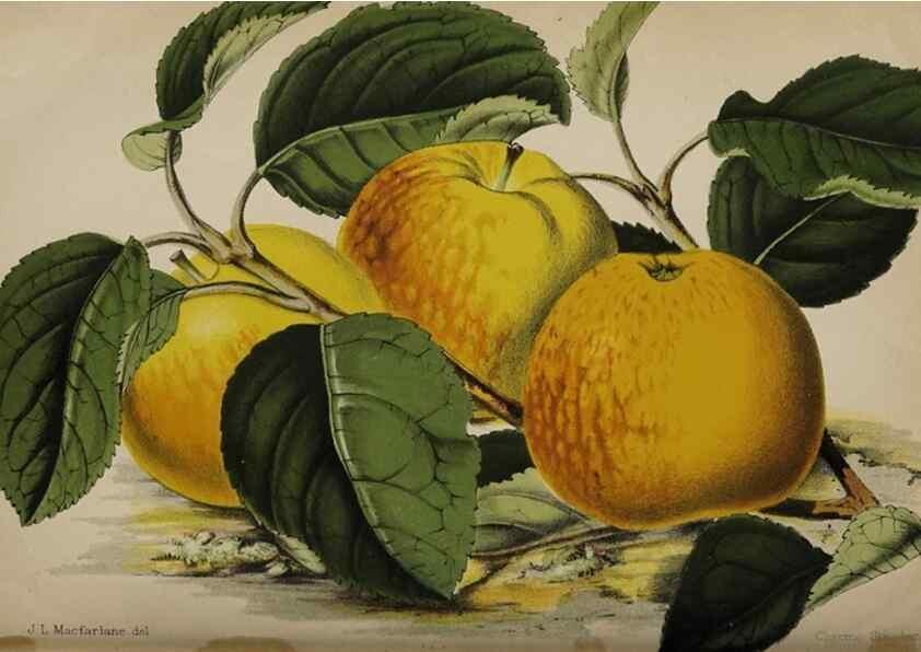 Reproducción/Reproduction 49090071558: The florist and pomologist, and suburban gardener.. London :Published for the proprietors by Messrs. Kent & Co.,1880-. 