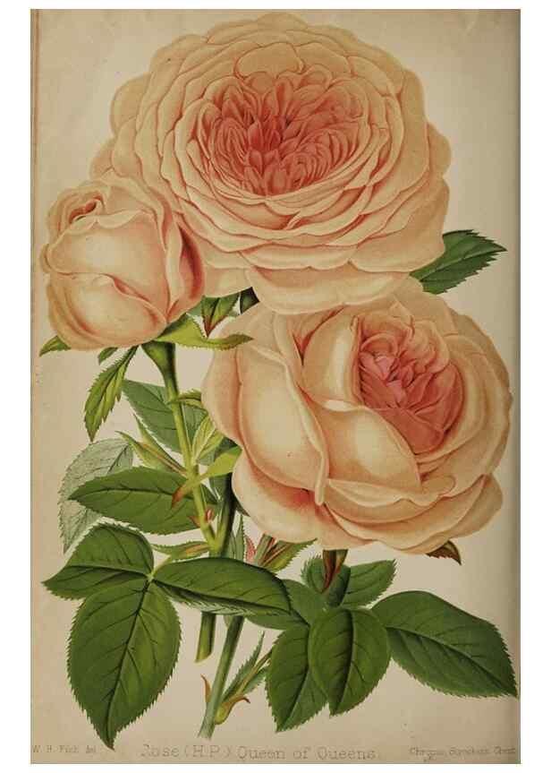 Reproducción/Reproduction 49090584126: The florist and pomologist, and suburban gardener.. London :Published for the proprietors by Messrs. Kent & Co.,1880-. 