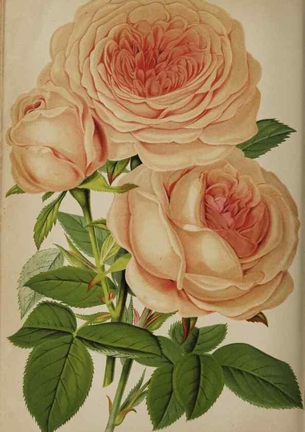 Reproducción/Reproduction 49090584126: The florist and pomologist, and suburban gardener.. London :Published for the proprietors by Messrs. Kent & Co.,1880-. 