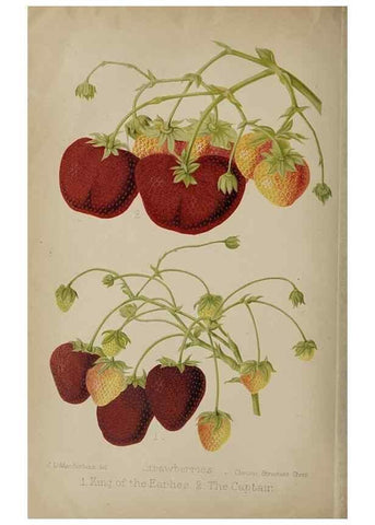 Reproducción/Reproduction 49090072123: The florist and pomologist, and suburban gardener.. London :Published for the proprietors by Messrs. Kent & Co.,1880-. 