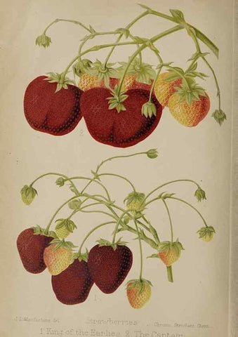 Reproducción/Reproduction 49090072123: The florist and pomologist, and suburban gardener.. London :Published for the proprietors by Messrs. Kent & Co.,1880-. 