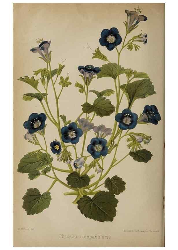Reproducción/Reproduction 49090072488: The florist and pomologist, and suburban gardener.. London :Published for the proprietors by Messrs. Kent & Co.,1880-. 