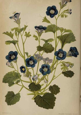 Reproducción/Reproduction 49090072488: The florist and pomologist, and suburban gardener.. London :Published for the proprietors by Messrs. Kent & Co.,1880-. 