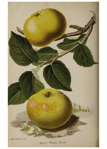 Reproducción/Reproduction 49090585116: The florist and pomologist, and suburban gardener.. London :Published for the proprietors by Messrs. Kent & Co.,1880-. 